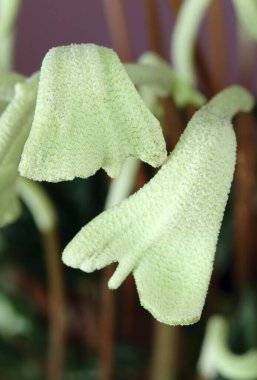 Peperomia caperata çiçeğinin ilginç çiçekleri.