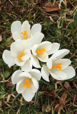 Dev ilkbahar crocus vernus çiçek