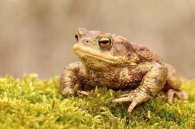 Avrupa kurbağası Bufo bufo
