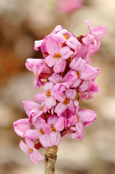 Piękny Krzew Oliwny Spurge Daphne Mezereum Kwitnące — Zdjęcie stockowe