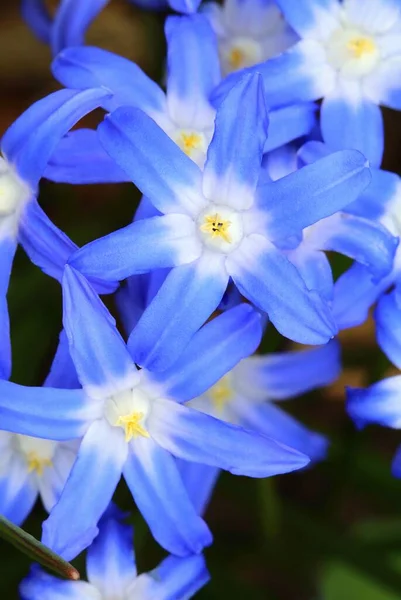 Wiosna Niebieski Kwiat Scilla Luciliae Kwitnące — Zdjęcie stockowe
