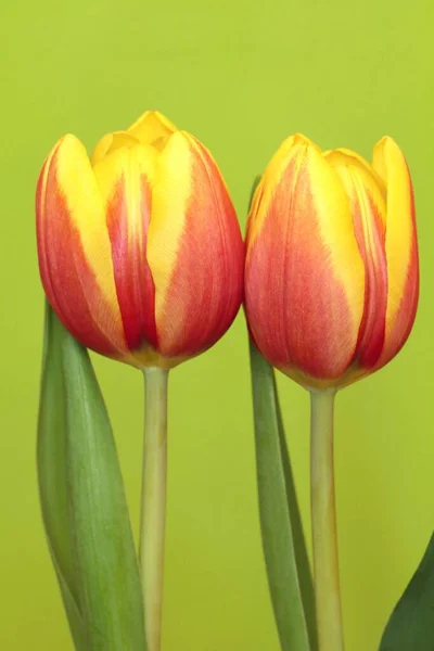 Hermosos Tulipanes Jardín Primavera Floreciendo —  Fotos de Stock