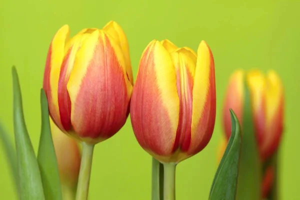 Schöne Tulpen Blühenden Frühlingsgarten — Stockfoto