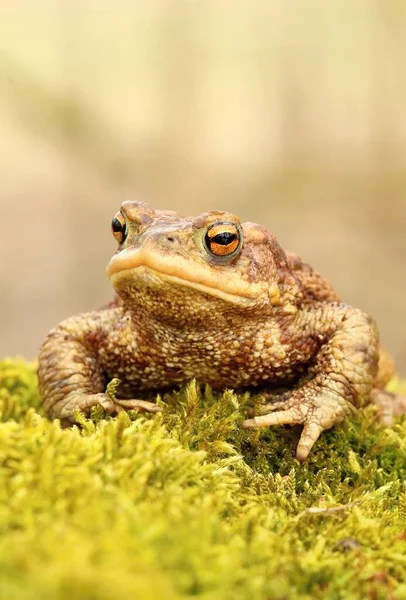 Sapo Común Europeo Bufo Bufo —  Fotos de Stock