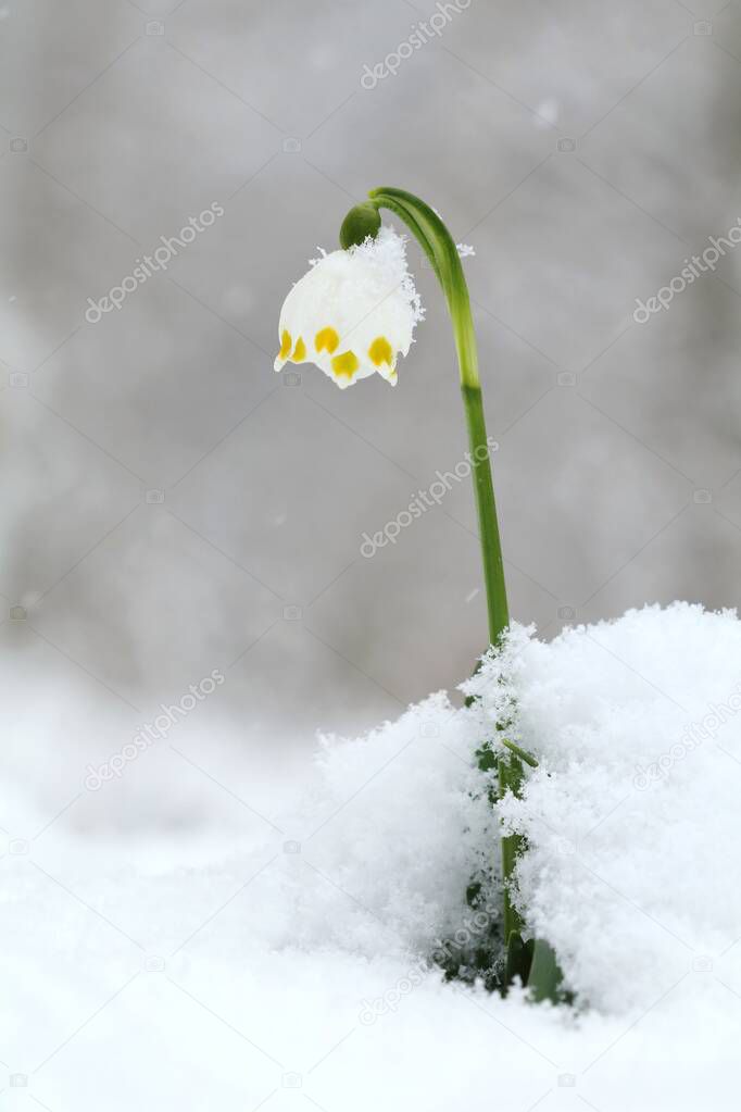 Spring snowflake Leucojum vernum in snow blooming