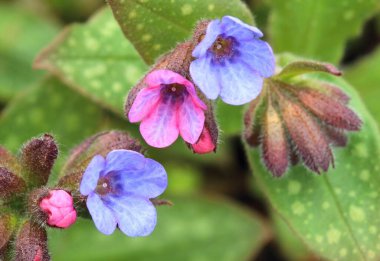 Akciğer otu çiçeği. Pulmonaria officinalis.
