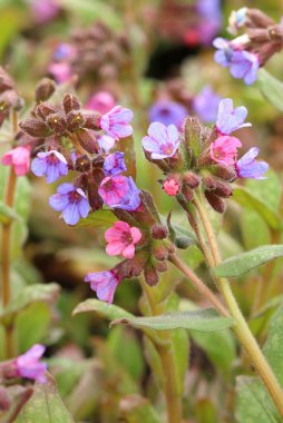 Akciğer otu çiçeği. Pulmonaria officinalis.