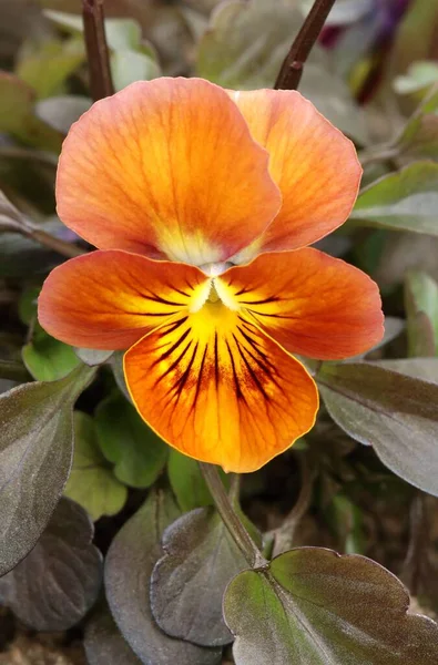 Motley Garden Pansy Flower Viola Wittrockiana — Stock Photo, Image