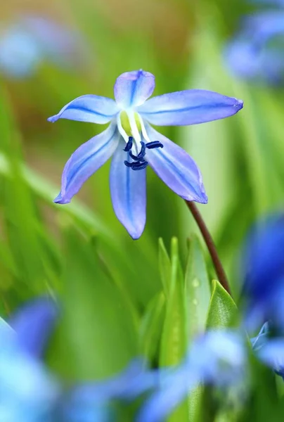 Sibiřský Squill Květina Scilla Siberica — Stock fotografie