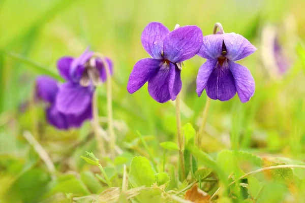 Fialová Viola Odorata Kvetoucí — Stock fotografie