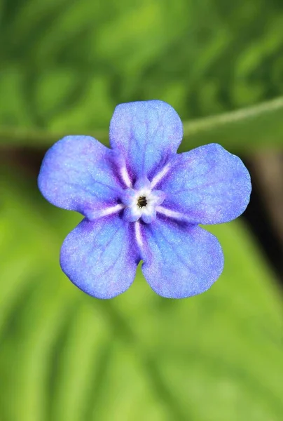 Gyönyörű Kék Virág Omphalodes Verna — Stock Fotó