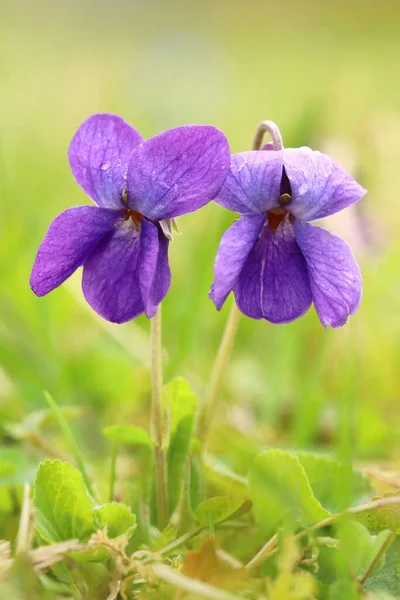 Madeira Violeta Viola Odorata Florescendo — Fotografia de Stock