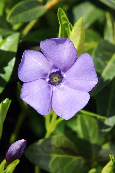 Flor Curativa Vinca Menor Florescendo — Fotografia de Stock