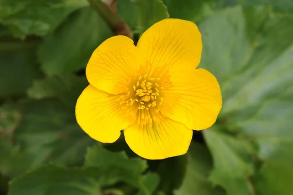 Marsh Marigold Flower Caltha Palustris — Stock Photo, Image
