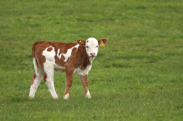 Young Calf Spring Pasture — Stock Photo, Image