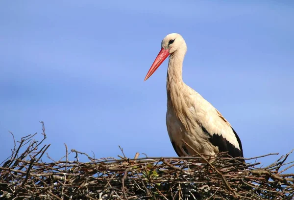 Cigüeña Blanca Europea Ciconia Ciconia — Foto de Stock