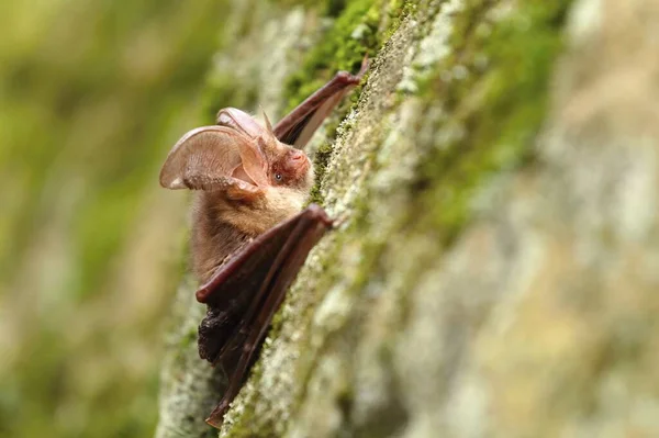 Uzun Kulaklı Yarasa Plecotus Auritus — Stok fotoğraf