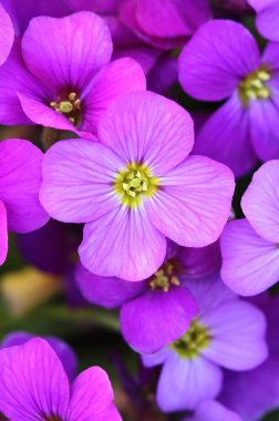 Gökkuşağı Rock Cress Aubrieta deltoidea