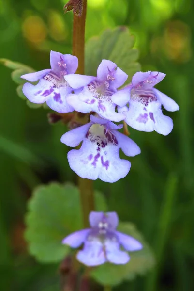 Healing Creeping Charlie Flower Glechoma Hederacea — Stock Photo, Image