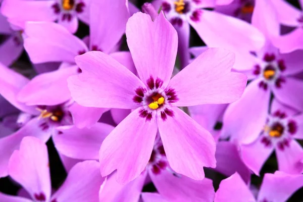 Lila Schönheit Blüte Phlox Subulata — Stockfoto