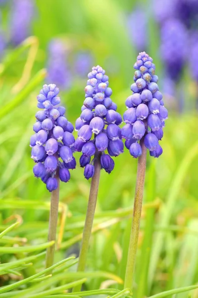 Υάκινθος Των Σταφυλιών Muscari Melemectum — Φωτογραφία Αρχείου