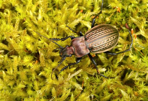 Beautiful Ground Beetle Carabus Ullrichii — Stock Photo, Image