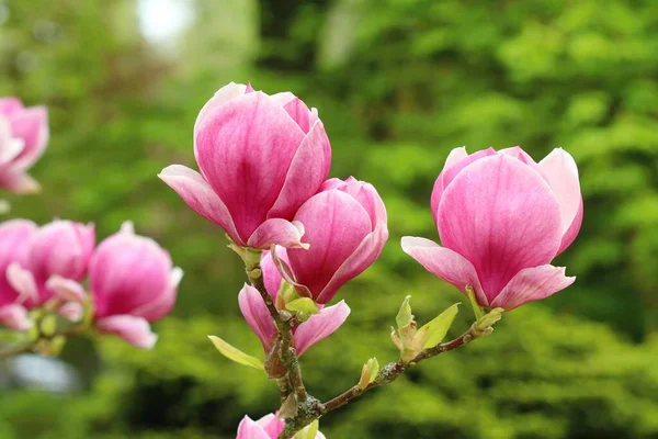 Roze Schotel Magnolia Bloesem — Stockfoto