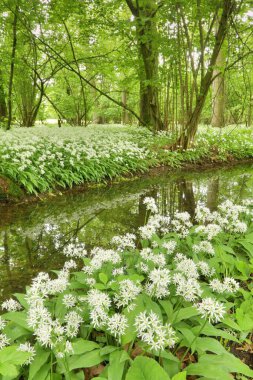 Vahşi sarımsaklı bahar ormanı Allium ursinum