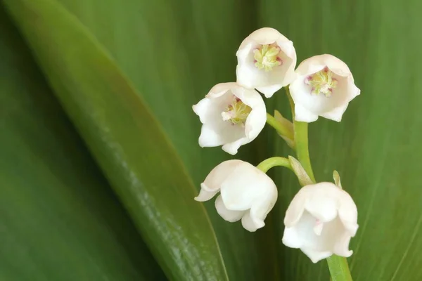 Konwalia Majowa Convallaria Majalis — Zdjęcie stockowe