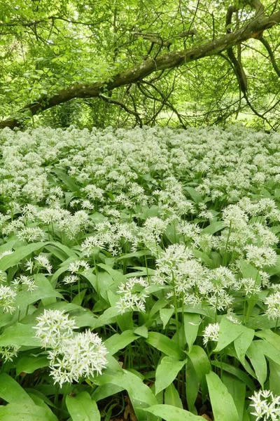 Wiosenny Las Dzikim Czosnkiem Allium Ursinum — Zdjęcie stockowe