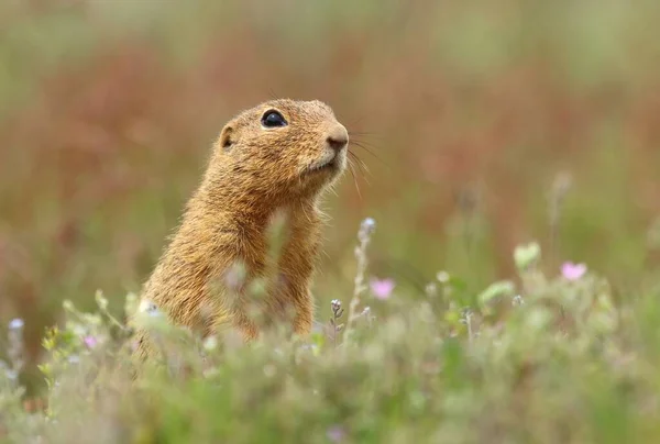 Esquilo Terrestre Europeu Spermophilus Citellus — Fotografia de Stock