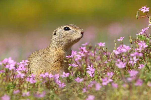 Европейская Сухопутная Белка Spermophilus Citellus — стоковое фото