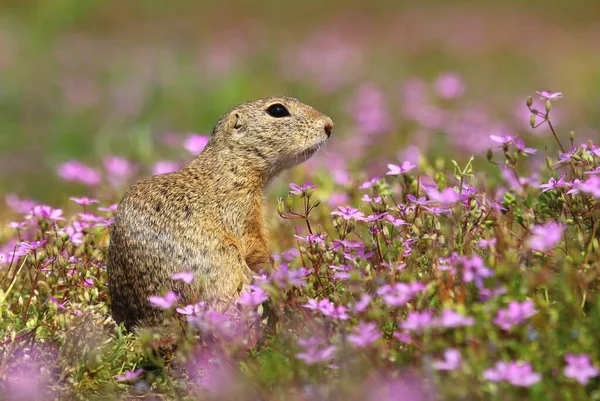 Esquilo Terrestre Europeu Spermophilus Citellus — Fotografia de Stock