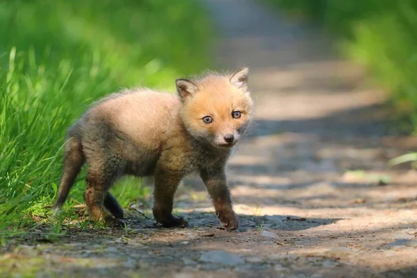 Adorável Raposa Vermelha Vulpes Vulpes Cachorro — Fotografia de Stock