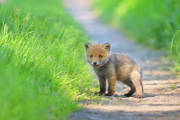 Adorável Raposa Vermelha Vulpes Vulpes Cachorro — Fotografia de Stock