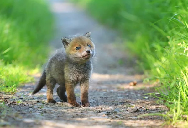 Adorável Raposa Vermelha Vulpes Vulpes Cachorro — Fotografia de Stock