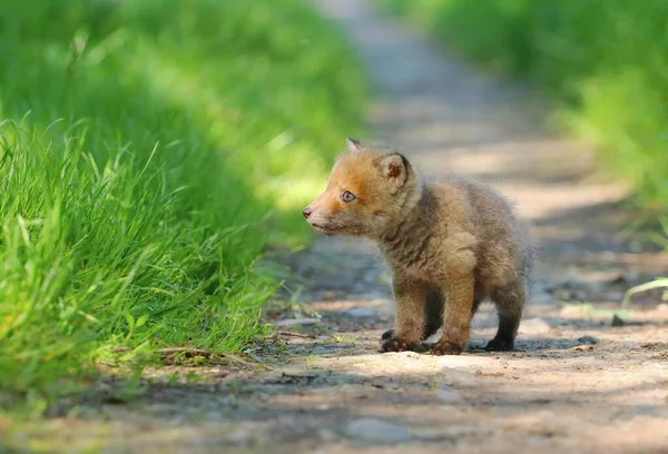 愛らしい赤い狐の彫刻 Vulpes Pup — ストック写真