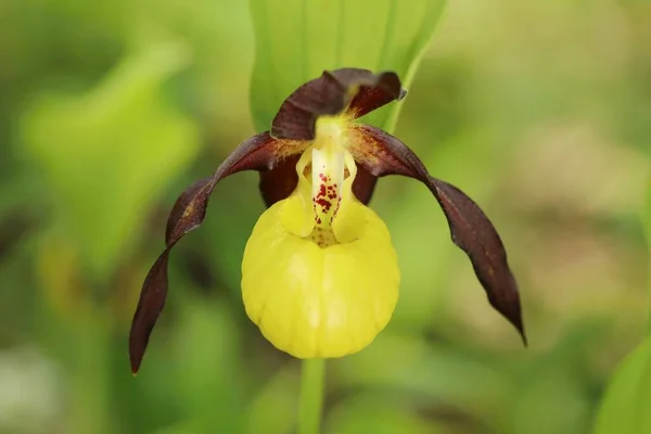 Orchidea Pantofelkowa Cypripedium Calceolus — Zdjęcie stockowe