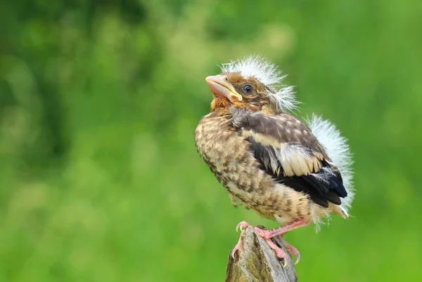 Das Gimpelbaby Auf Dem Ast Sitzend — Stockfoto