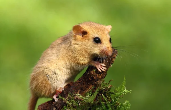 Cute dormouse — Stock Photo, Image