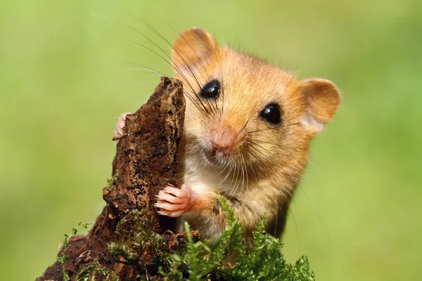 Çok güzel Fındık faresi — Stok fotoğraf