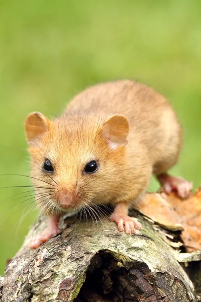 Foxy dormouse — Stock Photo, Image