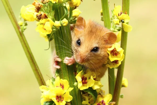 Dormouse on mullein — Stock Photo, Image