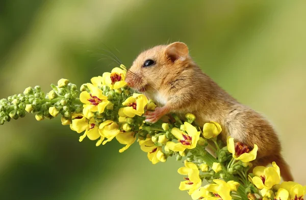 Dormouse with primes — Stock Photo, Image