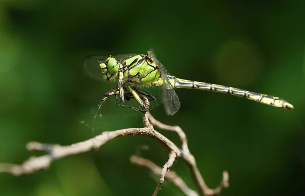 Ophiogomphus Сесілія — стокове фото