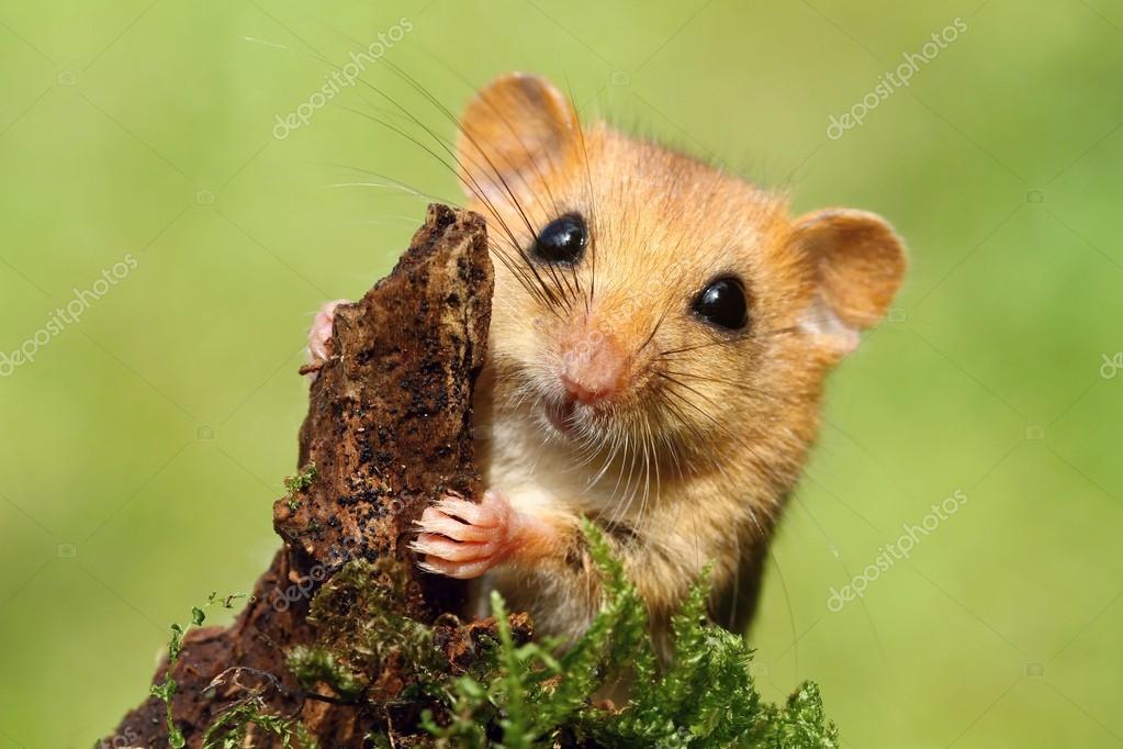 Adorable dormouse — Stock Photo © hlavkom 52746189