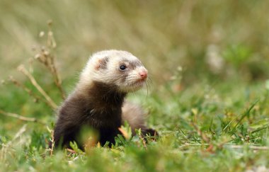 Sansar mustela putorius