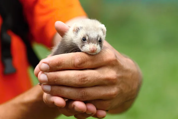 Cute polecat — Stock Photo, Image