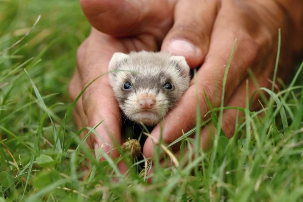 Rozkošný polecat — Stock fotografie