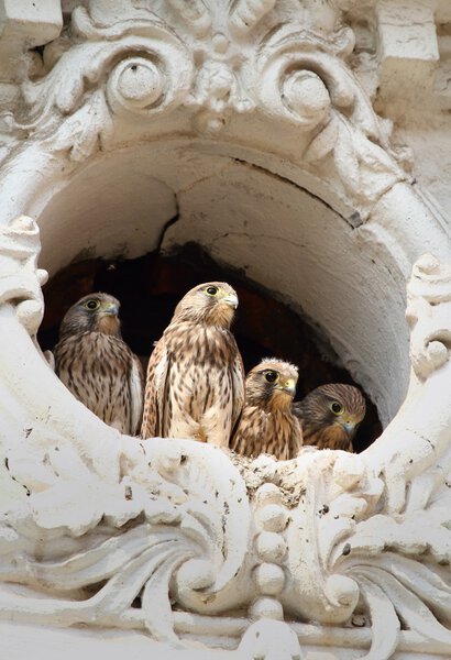 Маленькие соколы
